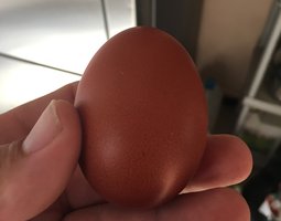 Marans Noir A camail cuivré