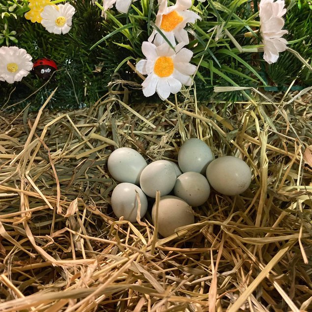 boite de 18 œufs de céladon