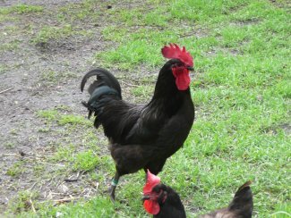 oeufs de poules gasconnes