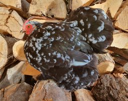 Pékin noir cailloutée blanc