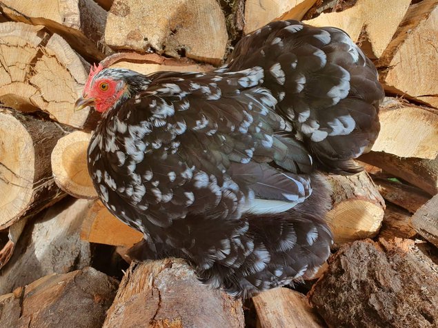 Pékin noir cailloutée blanc