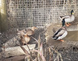 Canard colverts