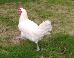 *oeufs Fécondées de Bresse blanche*