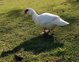 Oeufs fécondé de canard de barbarie