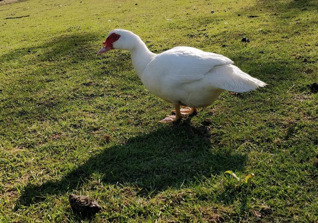 Oeufs fécondé de canard de barbarie