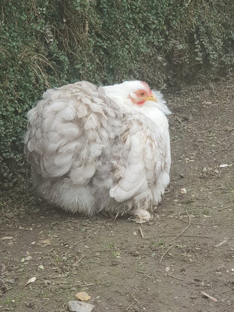 Œufs fécondés Pékin bobtail lisses et frisés