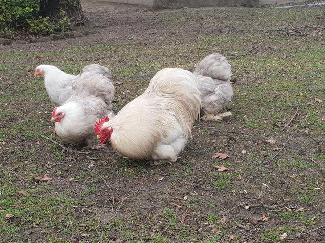 Œufs fécondés Pékin bobtail lisses et frisés