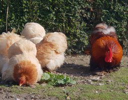 Œufs fécondés pékins froment doré / froment doré bleu lisses et frisés