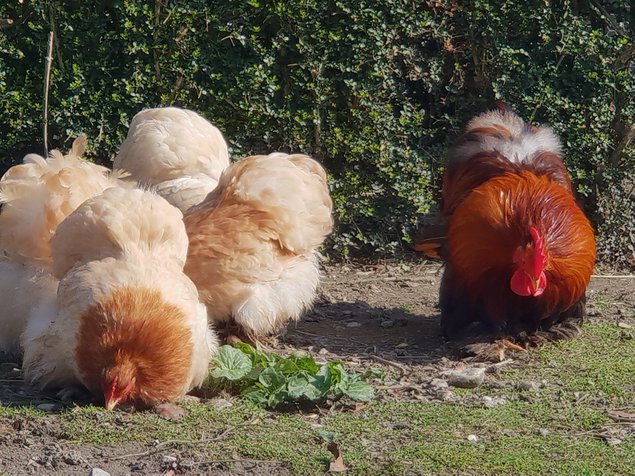 Œufs fécondés pékins froment doré / froment doré bleu lisses et frisés