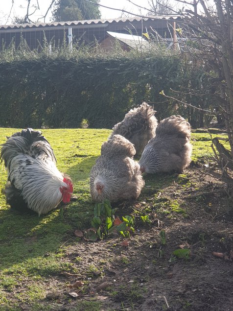 Œufs fécondés Pékin perdrix maillé argenté lisses et frisés