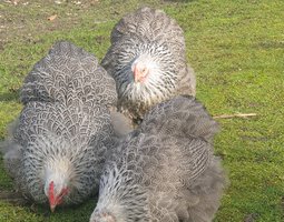 Œufs fécondés Pékin perdrix maillé argenté lisses et frisés
