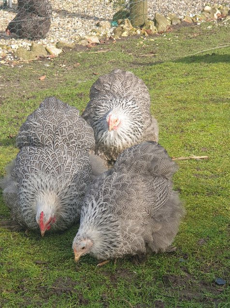 Œufs fécondés Pékin perdrix maillé argenté lisses et frisés