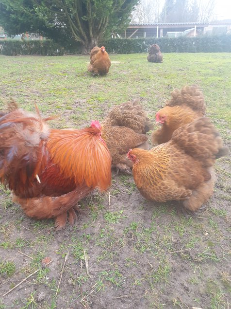 Œufs fécondés pékins maillé brun lisses et frisés