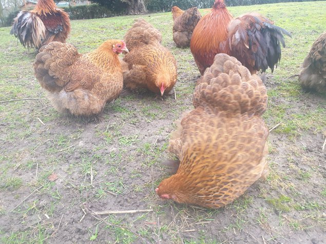 Œufs fécondés pékins maillé brun lisses et frisés