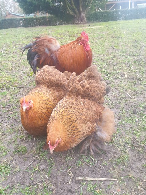 Œufs fécondés pékins maillé brun lisses et frisés