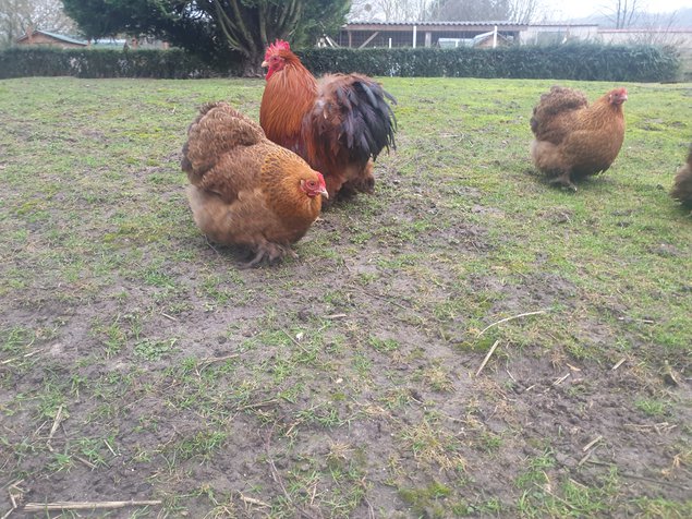 Œufs fécondés pékins maillé brun lisses et frisés