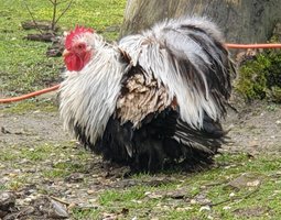 Œufs fécondés Pékin froment argenté / argenté bleu lisses