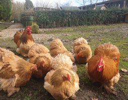 Œufs fécondés Pékin fauve herminé noire/bleu