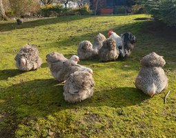 Œufs fécondés Pékin perdrix maillé argenté lisses et frisés