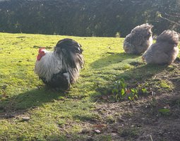 Œufs fécondés Pékin perdrix maillé argenté lisses et frisés