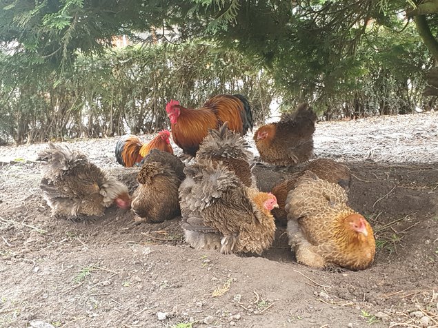 Œufs fécondés Pékin perdrix maillé doré lisses et frisés