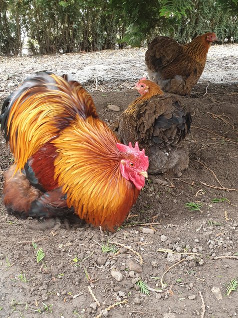 Œufs fécondés Pékin perdrix maillé doré lisses et frisés