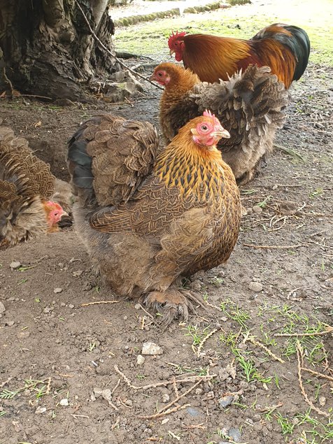 Œufs fécondés Pékin perdrix maillé doré lisses et frisés