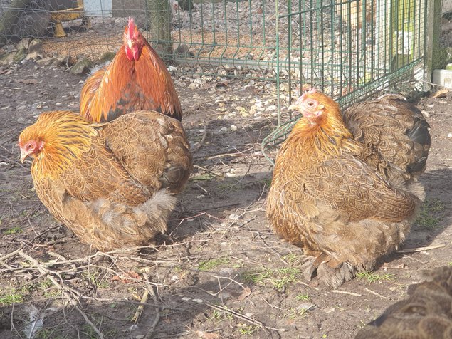 Œufs fécondés Pékin perdrix maillé doré lisses et frisés