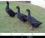 Oeufs fecondés de cane cayuga race pure