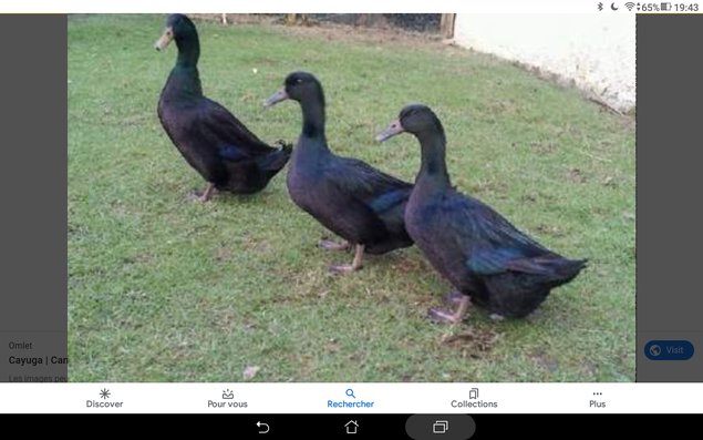 Oeufs fecondés de cane cayuga race pure