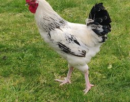 “Sussex blanche herminée” Oeufs fecondés