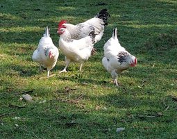 “Sussex blanche herminée” Oeufs fecondés