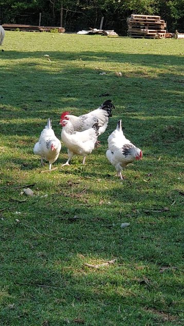 “Sussex blanche herminée” Oeufs fecondés