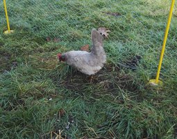 __ Chabos Gris Perle