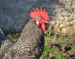 Poule de Bavière