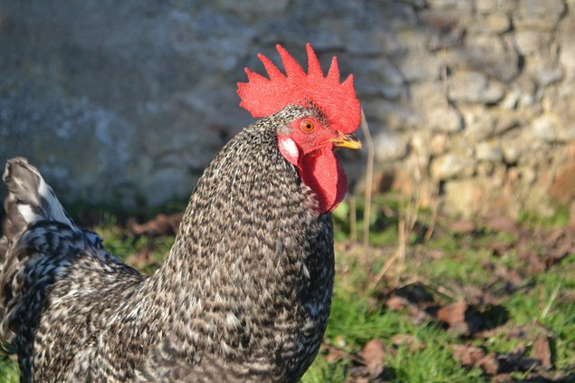 Poule de Bavière