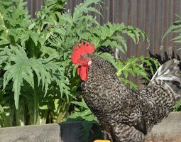 Poule de Bavière