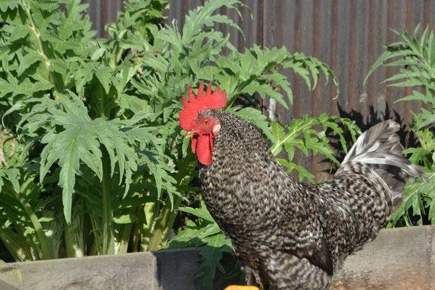 Poule de Bavière