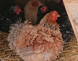 Pékin frisé et lisse