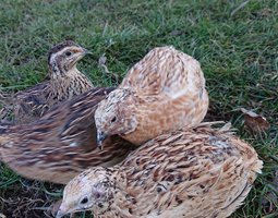 Oeufs caille du japon
