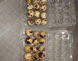 Oeufs caille du japon