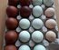 Oeufs Marans Pure race Noir à camail cuivré