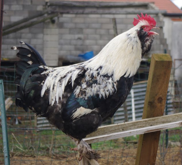 Oeufs à couver FAVEROLLES ALLEMANDE