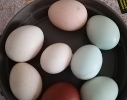 Oeufs fécondés croisés australop bleu