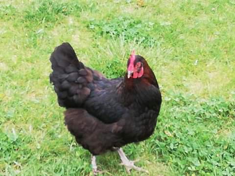 Oeufs fécondés croisés australop bleu