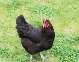 Oeufs fécondés croisés australop bleu