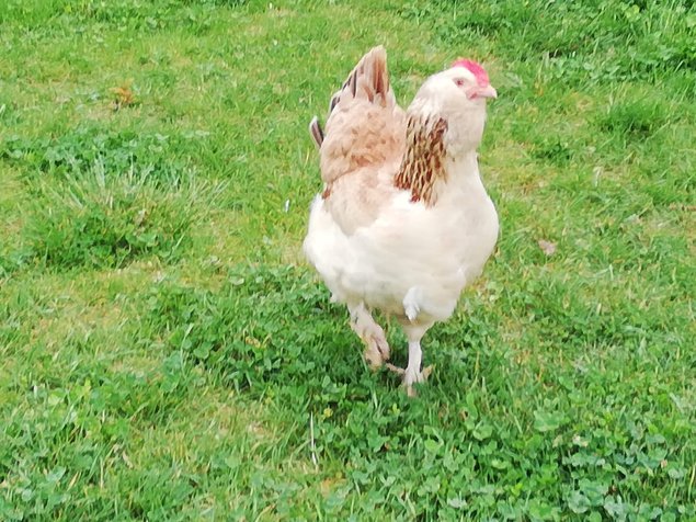 Oeufs fécondés croisés australop bleu