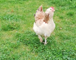 Oeufs fécondés croisés australop bleu