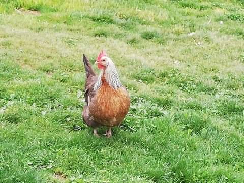 Oeufs fécondés croisés australop bleu