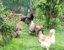 Oeufs fécondés croisés australop bleu